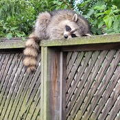 late night, napping on the fence