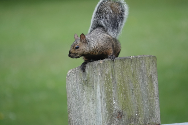 "Tree Rat" on fence post Oshawa Lakefront, Ont