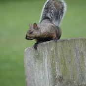 "Tree Rat" on fence post