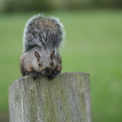 "Tree Rat" on fence post