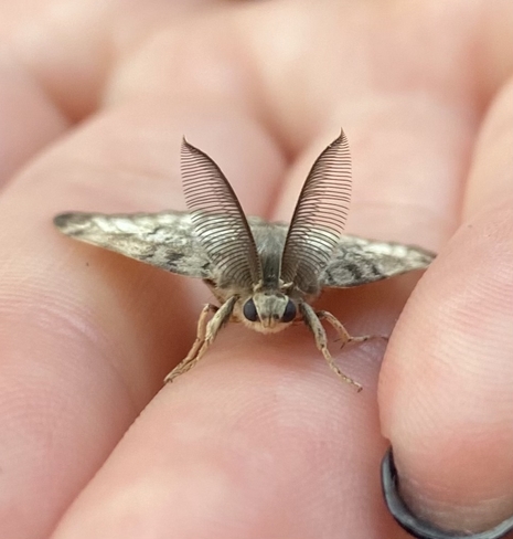 Gypsy moth Newmarket, Ontario, CA