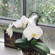 Hamilton Orchid Glory