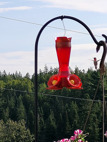 Morning drinks for the hummingbirds Norton, NB