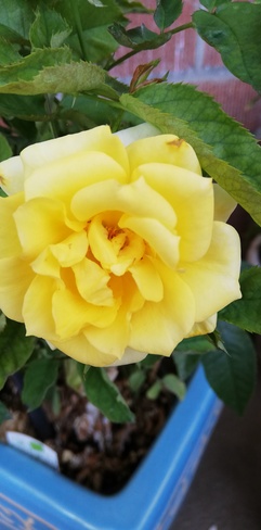 A beautiful rose Oshawa, ON