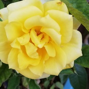 A beautiful rose