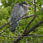 Blue Heron Riverside Park