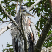 Blue Heron Riverside Park