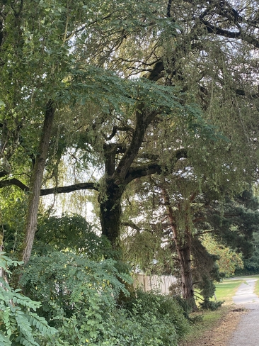 Tree lined walkway Surrey, British Columbia, CA