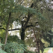 Tree lined walkway