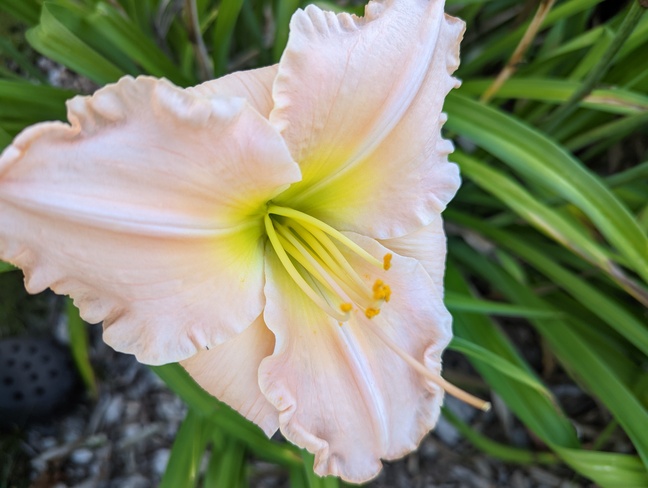 One more daylily. Harley, ON