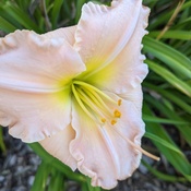 One more daylily.