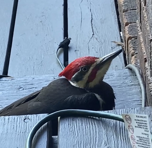 Resowoodpecker North Bay, Ontario, CA