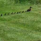 Baby ducks on Aug 10th!