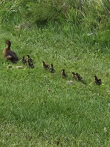Baby ducks Aug 10th Beauval, SK