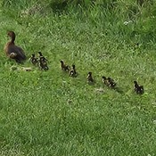 Baby ducks Aug 10th