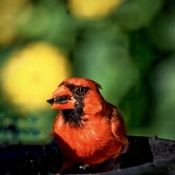 Cardinal cracking seeds