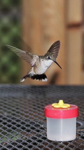 Hummingbird feeding Novar, Ontario, CA