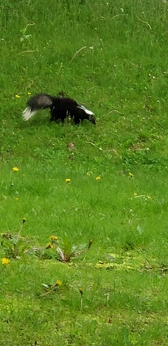 Striped skunk Mississauga, ON