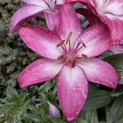 Lilly after rain