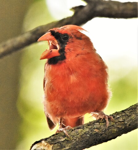 cardinal Windsor, ON