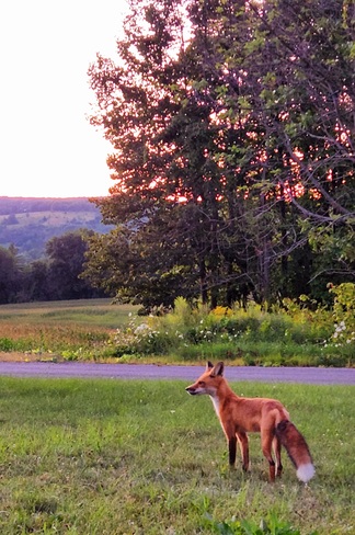 Tod the Sunset 🦊 Baltimore, ON