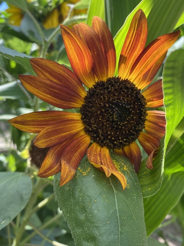 Beautiful Sunflower Toronto, Ontario, CA