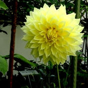 Yellow Dahlia Flower