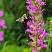 Bee on Purple Loosestrife