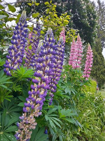 Lupin Gibsons, BC