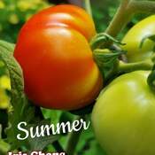 Aug 11 2022 24C Tomatos - Summer crop:) Thornhill
