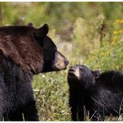 Bisous maman ourse et son ourson