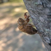 Cicada exo skeleton