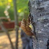 Cicada exo skeleton