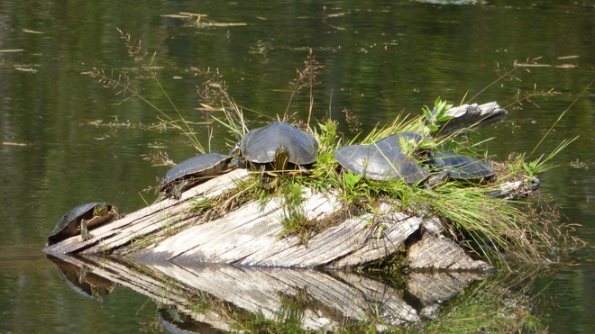Painted Turtles grand forks