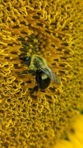 abeille au travail dans un tournesol Laval, QC