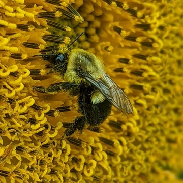 abeille au travail dans un tournesol