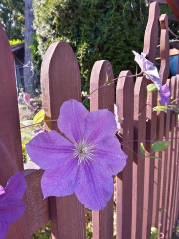 Clematis Gibsons, BC