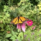 Monarch on Echinacea