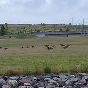 Canada Geese on Grass