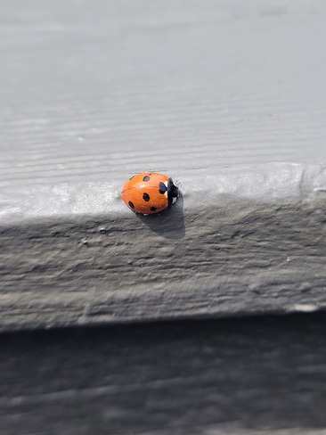 ladybug Guelph, ON
