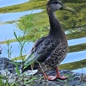 pretty duck