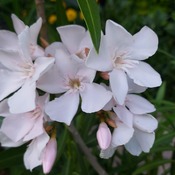 Oleander Beauty