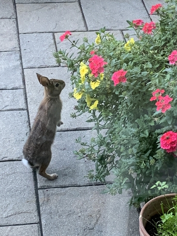 Bunny comes by everyday to smell the flowers Maple, Ontario, CA