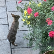 Bunny comes by everyday to smell the flowers