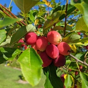 Crabapples ready to pick.