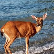 August. Ocean. Deer.