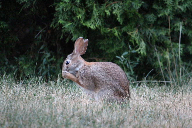 Rabbit Georgetown, Halton Hills, ON
