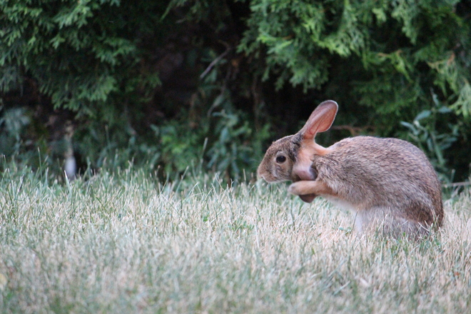 Rabbit Georgetown, Halton Hills, ON