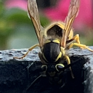 Cool Wasp