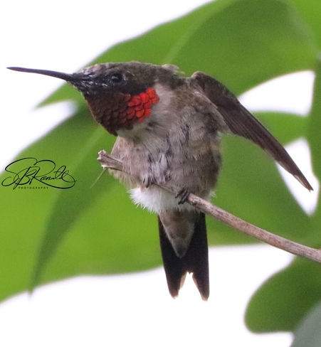 ruby throated hummingbird Paris, ON